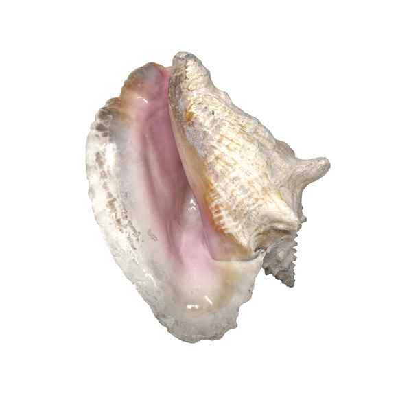 Huge Vintage Queen Conch Shell 9"x7"x8" Natural Pink Coastal Beach Decor 3 lbs - Picture 1 of 16